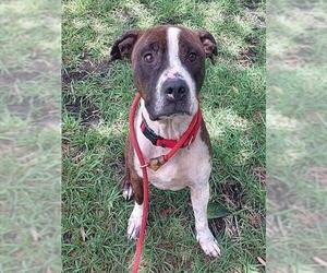 American Staffordshire Terrier Dogs for adoption in Fort Lauderdale, FL, USA