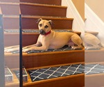 Small Photo #7 Black Mouth Cur-Labrador Retriever Mix Puppy For Sale in Rockaway, NJ, USA