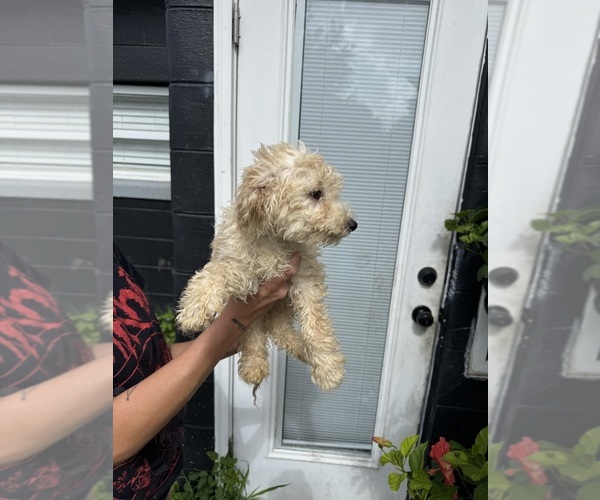 Medium Photo #9 Goldendoodle Puppy For Sale in DAVENPORT, FL, USA