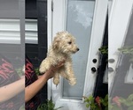 Small #1 Goldendoodle