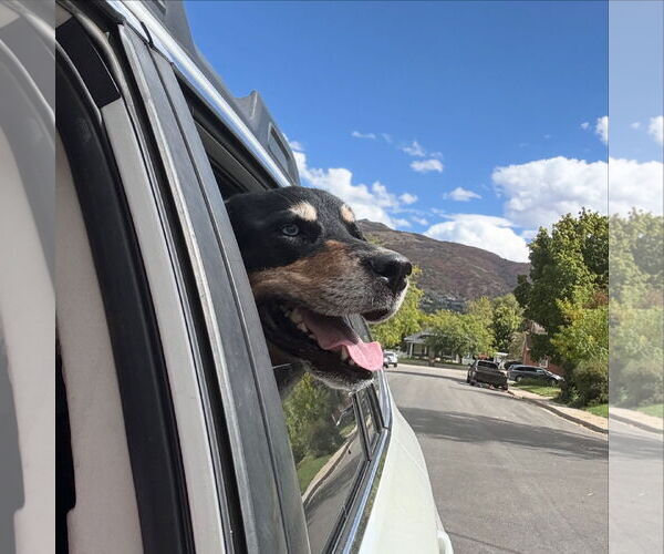 Medium Photo #6 Rottweiler-Siberian Husky Mix Puppy For Sale in Sandy, UT, USA