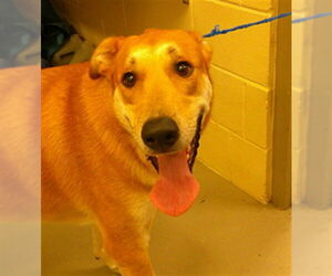 Medium German Shepherd Dog Mix