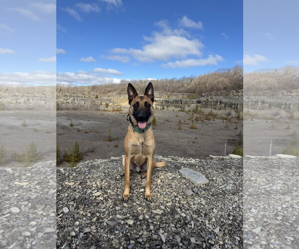 Medium Photo #1 Mutt Puppy For Sale in Stevens Point, WI, USA