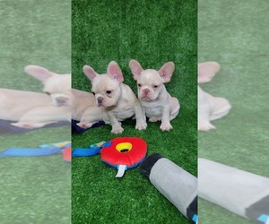 French Bulldog Puppy for sale in HOUSTON, TX, USA