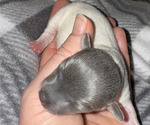 Small Photo #6 Rat Terrier Puppy For Sale in WHITAKERS, NC, USA