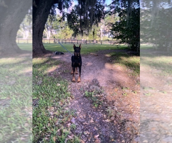 Medium Photo #3 Doberman Pinscher Puppy For Sale in ULYSSES, PA, USA