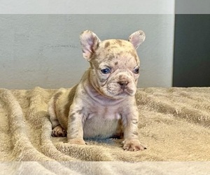 French Bulldog Puppy for sale in PALMDALE, CA, USA