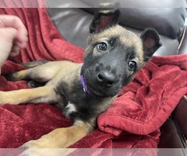 Medium Photo #6 Belgian Malinois Puppy For Sale in REESEVILLE, WI, USA