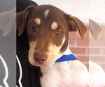Small #1 Jack-Rat Terrier