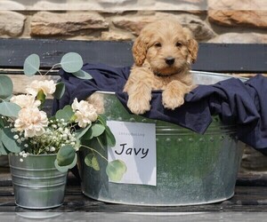 Goldendoodle-Poodle (Miniature) Mix Puppy for sale in FREDERICKSBG, OH, USA
