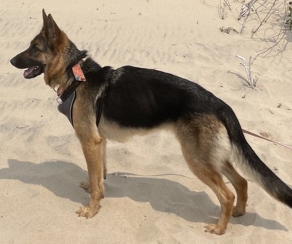 Medium Photo #1 German Shepherd Dog-Siberian Husky Mix Puppy For Sale in LANSING, MI, USA