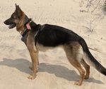 Small Photo #1 German Shepherd Dog-Siberian Husky Mix Puppy For Sale in LANSING, MI, USA