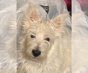 Father of the West Highland White Terrier puppies born on 06/25/2026