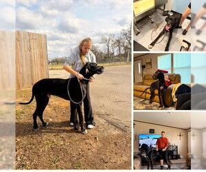 Great Dane Dogs for adoption in Buffalo, MN, USA