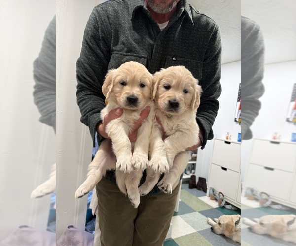 Medium Photo #4 Golden Retriever Puppy For Sale in MURRAY, UT, USA