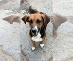 Small Beagle Mix
