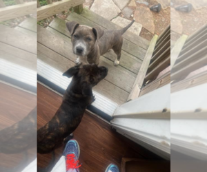 Peter Pan (Peter Pan Litter) - Male Mountain Cur-Unknown Mix Dog for Adoption - Photo #5
