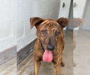 Mutt Dogs for adoption in Sanford, FL, USA