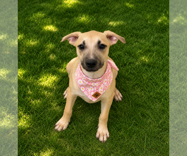 Medium Photo #3 Mutt Puppy For Sale in Phoenix, AZ, USA