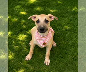 Ramen - Female Mutt Dog for Adoption - Photo #3