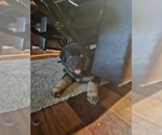 Puppy Green German Shepherd Dog-Siberian Husky Mix