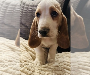 Basset Hound Puppy for Sale in SEYMOUR, Indiana USA