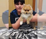 Small #3 Pomeranian