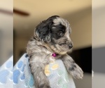 Small Photo #3 Goldendoodle Puppy For Sale in TUCSON, AZ, USA