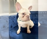 Small Photo #26 French Bulldog Puppy For Sale in CARY, NC, USA