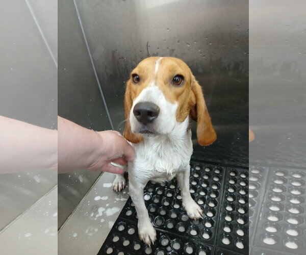Medium Photo #11 Beagle Puppy For Sale in Murfreesboro, NC, USA