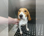 Small #10 Beagle