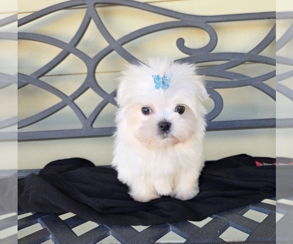 Medium Photo #3 Maltese Puppy For Sale in SANTA CLARITA, CA, USA