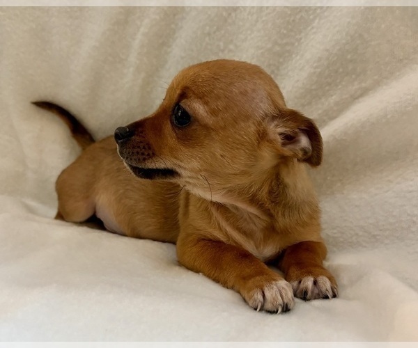 Medium Photo #6 Chihuahua Puppy For Sale in FAIR HAVEN, MI, USA