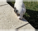 Small Photo #4 Jack Russell Terrier Puppy For Sale in LAS VEGAS, NV, USA