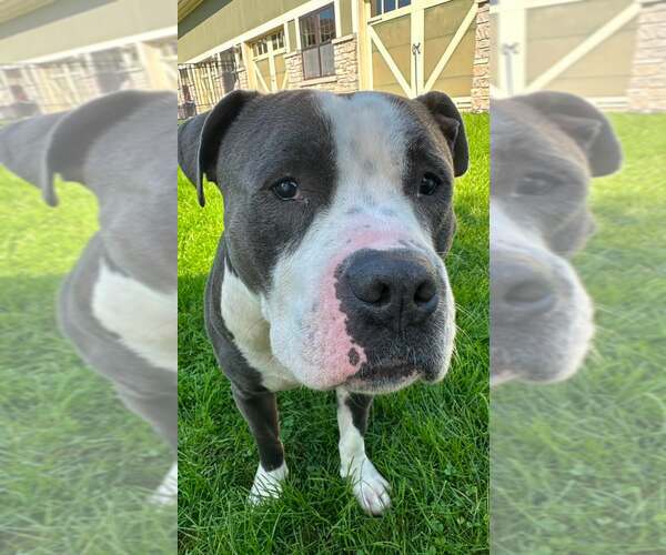Medium Photo #2 Mutt Puppy For Sale in Crete, IL, USA