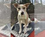 Small #16 American Pit Bull Terrier Mix