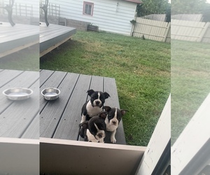 Boston Terrier Puppy for Sale in GRAND RAPIDS, Michigan USA