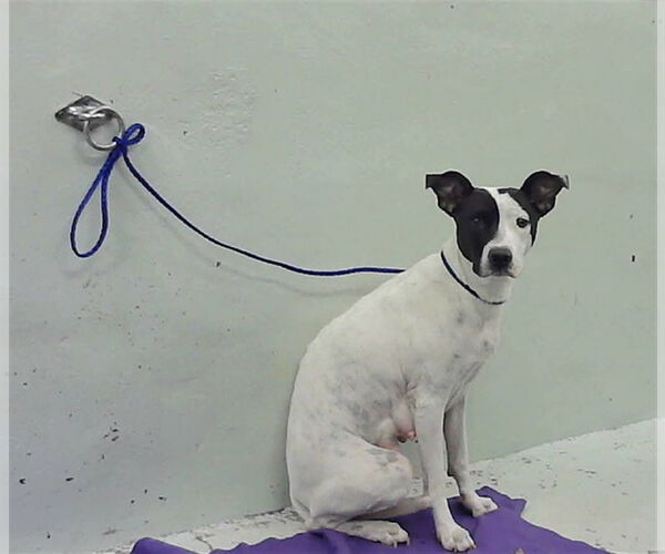 Medium Photo #4 Lab-Pointer Puppy For Sale in Lakewood, CO, USA