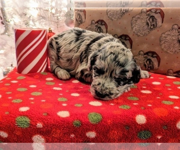 Medium Photo #2 Aussiedoodle Puppy For Sale in SPARTA, MO, USA