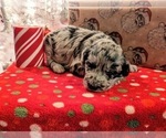 Small Photo #2 Aussiedoodle Puppy For Sale in SPARTA, MO, USA
