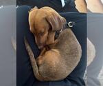 Small #1 Dachshund