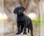Huckleberry Finn Pup - Mary Jane - Adopted! - Female Labrador Retriever-Unknown Mix Dog for Adoption - Small photo