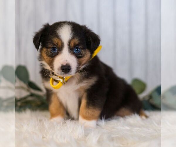 Medium Photo #5 Miniature Australian Shepherd Puppy For Sale in REBERSBURG, PA, USA