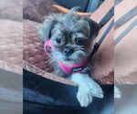 Small #3 Brussels Griffon