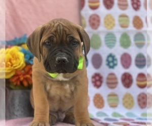 Cane Corso Puppy for sale in LANCASTER, PA, USA