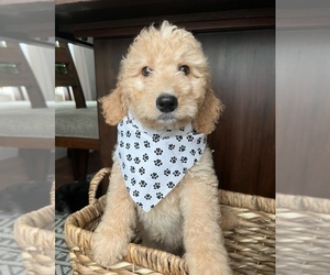 Goldendoodle Puppy for sale in N HIGHLANDS, CA, USA