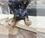 Small Photo #6 German Shepherd Dog Puppy For Sale in MOORESVILLE, NC, USA