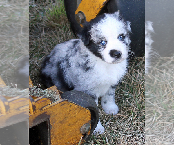 Medium Photo #1 Australian Shepherd Puppy For Sale in LASCASSAS, TN, USA