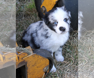 Australian Shepherd Puppy for sale in LASCASSAS, TN, USA