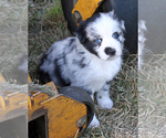 Small Photo #1 Australian Shepherd Puppy For Sale in LASCASSAS, TN, USA